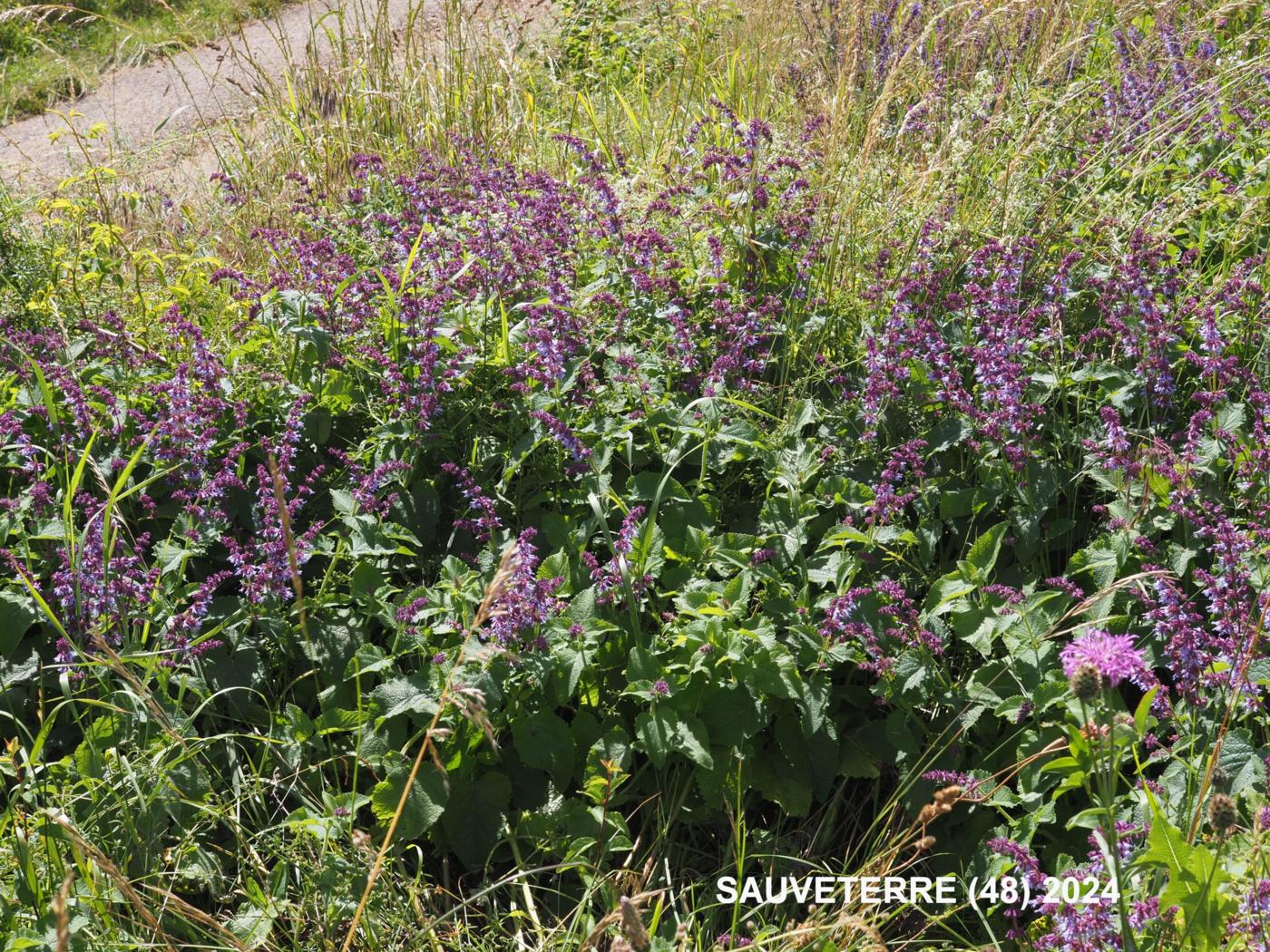 Sage, Lilac plant